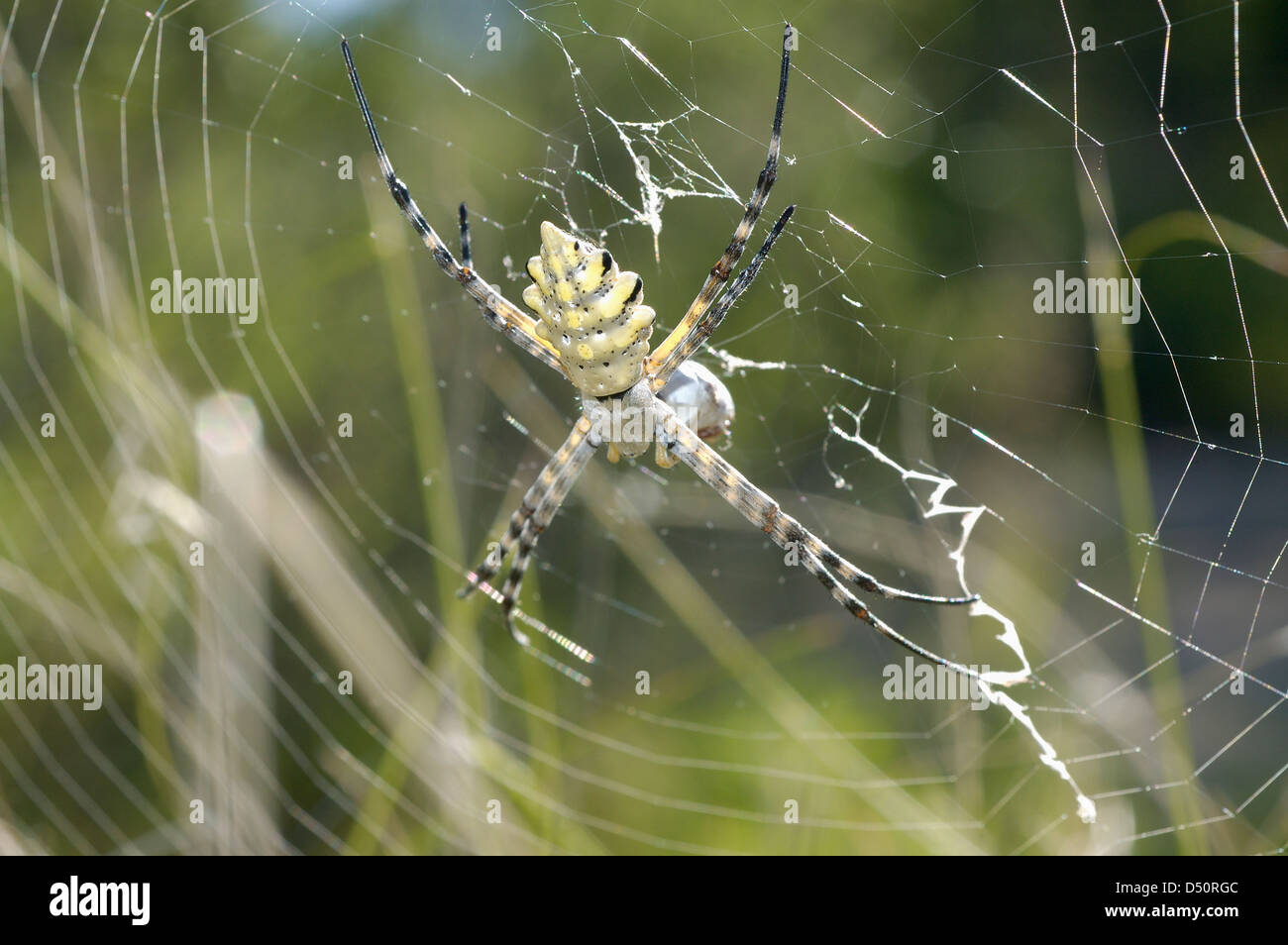 Lobed argiope spider (Argiope lobata: Araneidae) with wrapped prey in its web, Namibia. Stock Photo