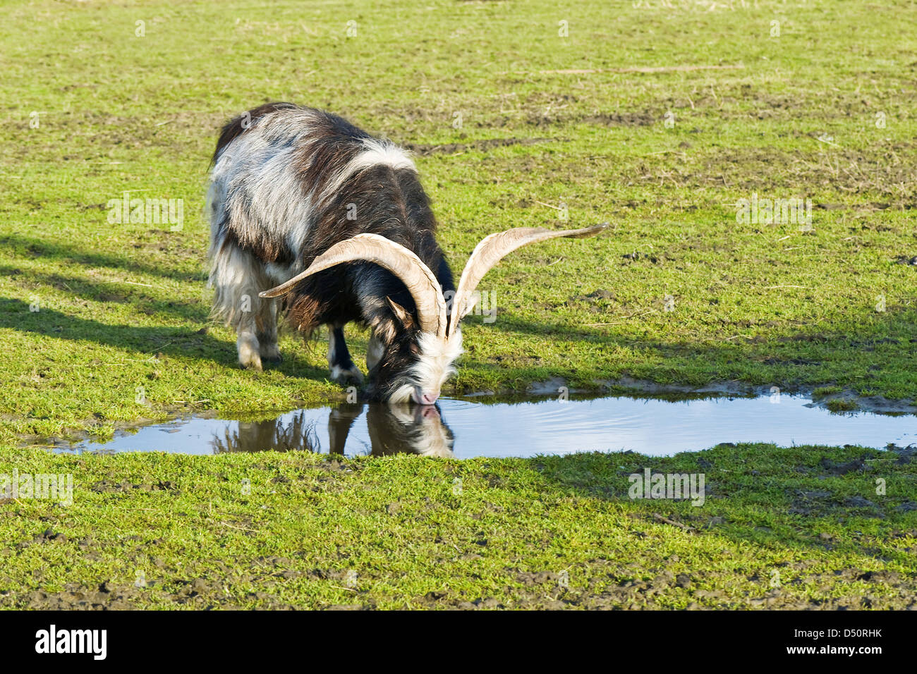 mountain goat drink water from puddle Stock Photo - Alamy