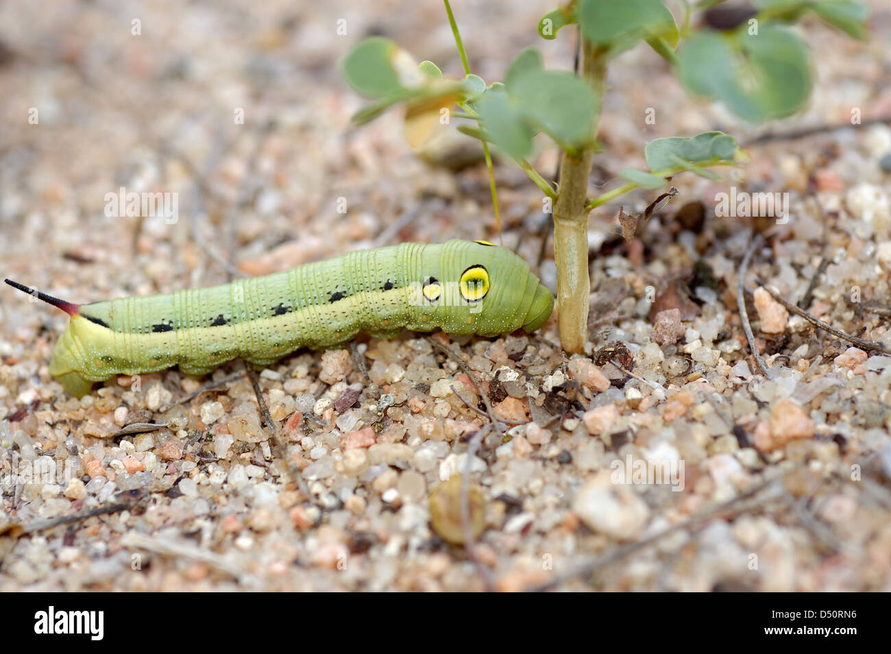 Silver-striped hawk moth caterpillar (Hippotion celerio: Sphingidae) resembling a small snake, Namibia Stock Photo