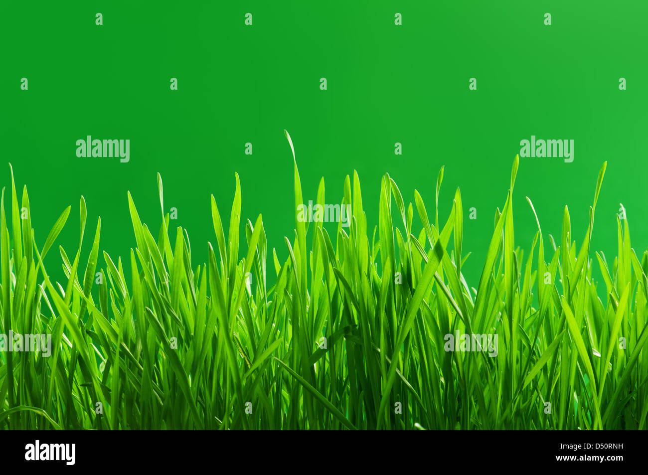 green grass on green background Stock Photo