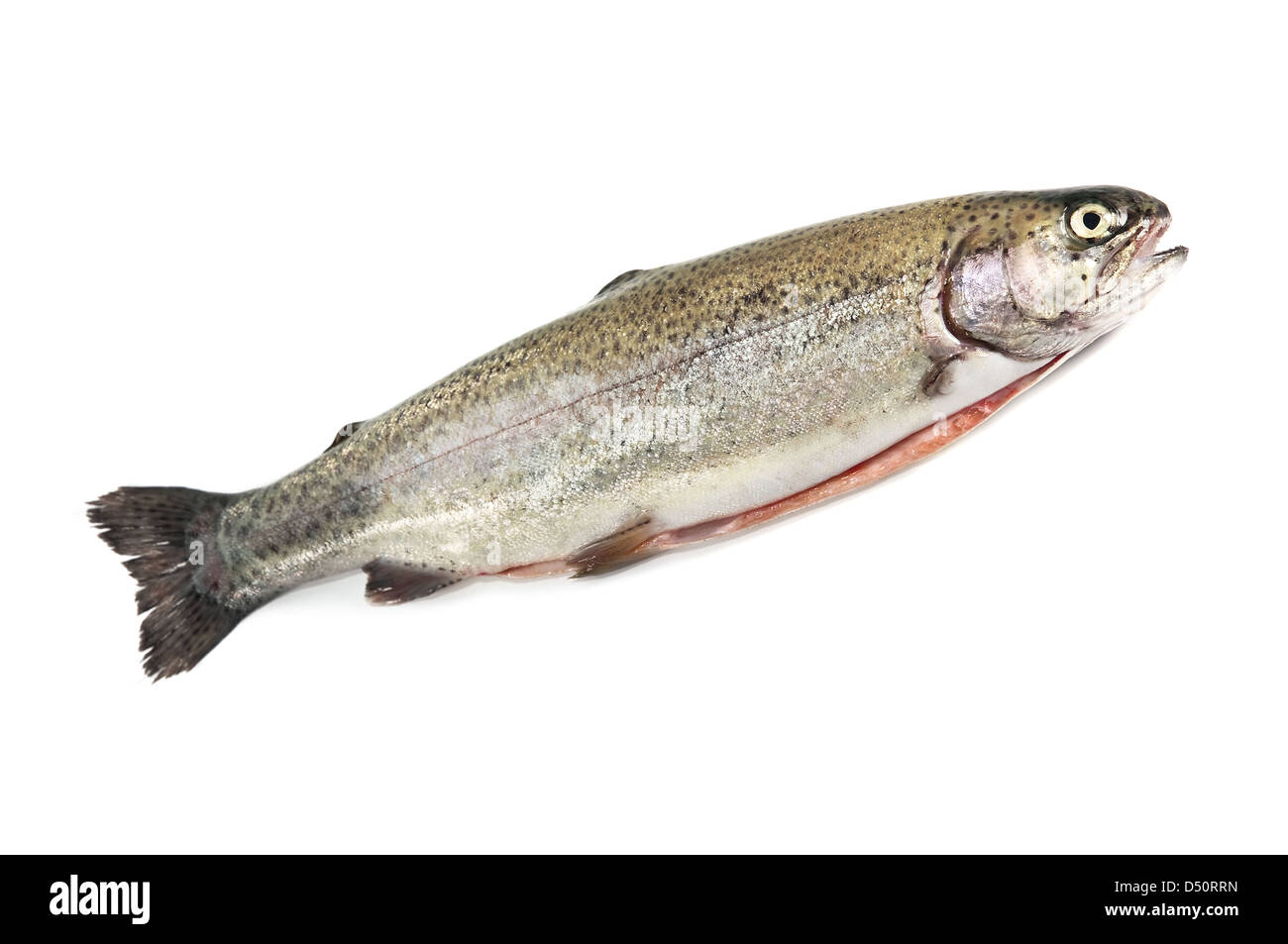 trout isolated on white background Stock Photo