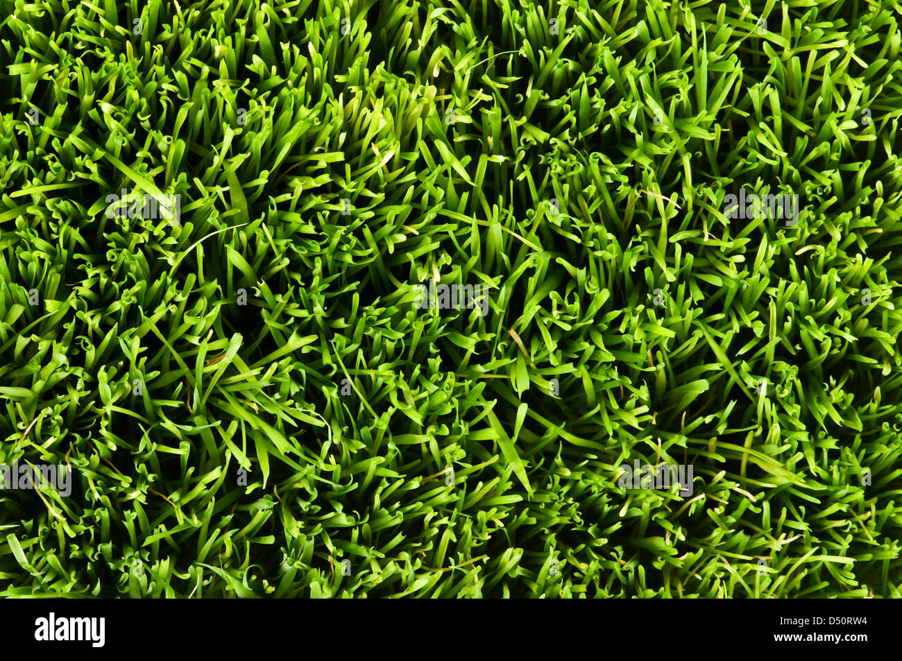 the green grass close up Stock Photo - Alamy