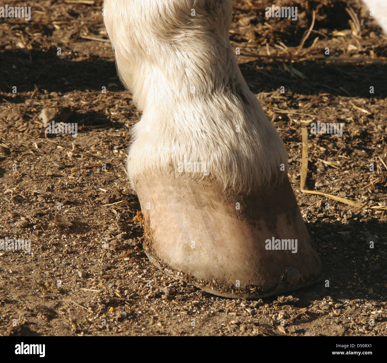 ANIMAL KINGDOM :: UNGULATE MAMMALS :: HORSE :: HORSESHOE image