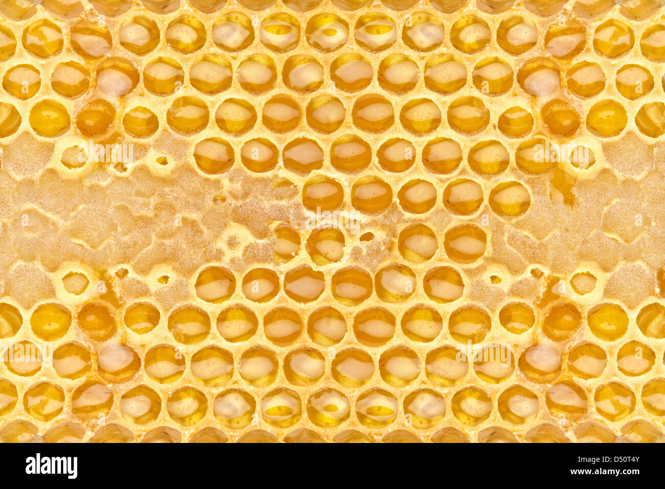 fresh honeycom texture close up Stock Photo