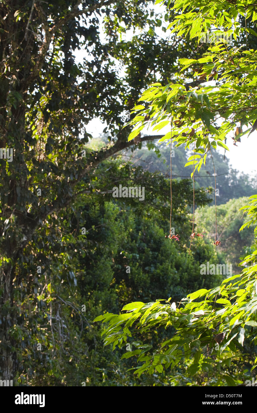 Tropical rainforest canopy trees hi-res stock photography and images ...