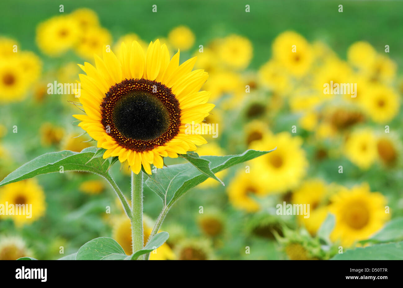 A field of yellow sunflowers Stock Photo - Alamy