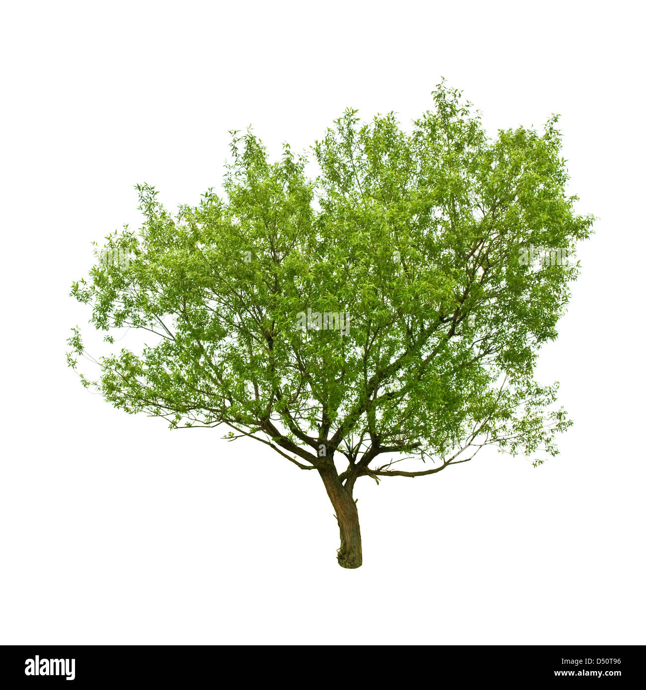 green tree isolated on white Stock Photo