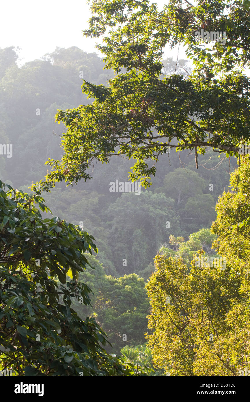 View over rainforest tree tops from Iwokrama Canopy Walkway. Iwokrama Forest International Centre. North Rupununi. Guyana. Stock Photo