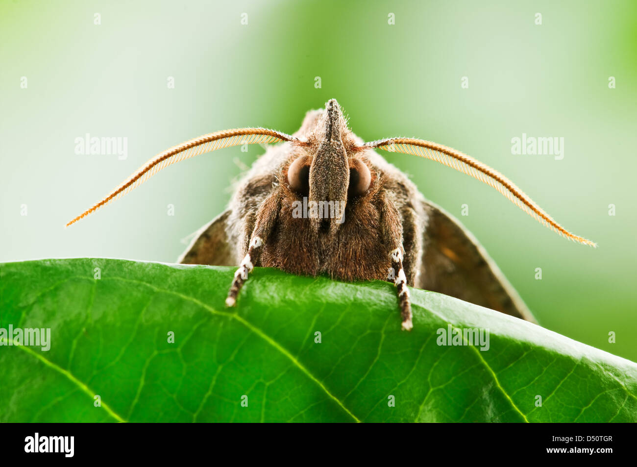 brown moth on leaf closeup Stock Photo - Alamy