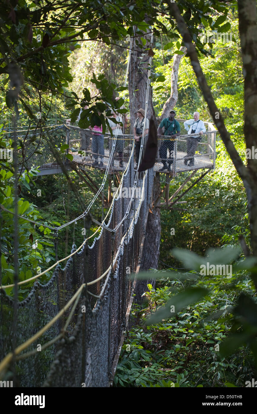 Iwokrama Canopy Walkway and ecotourists birdwatching with a local guide. Platform, and connecting slung bridging. Guyana. Stock Photo