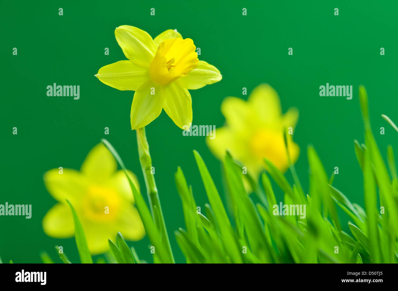 yellow narcissus on green background Stock Photo