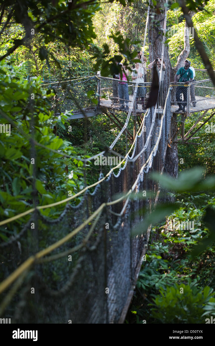 Iwokrama forest Canopy Walkway ecotourists birdwatching with a local guide. Platform, and connecting slung bridging. Guyana. Stock Photo