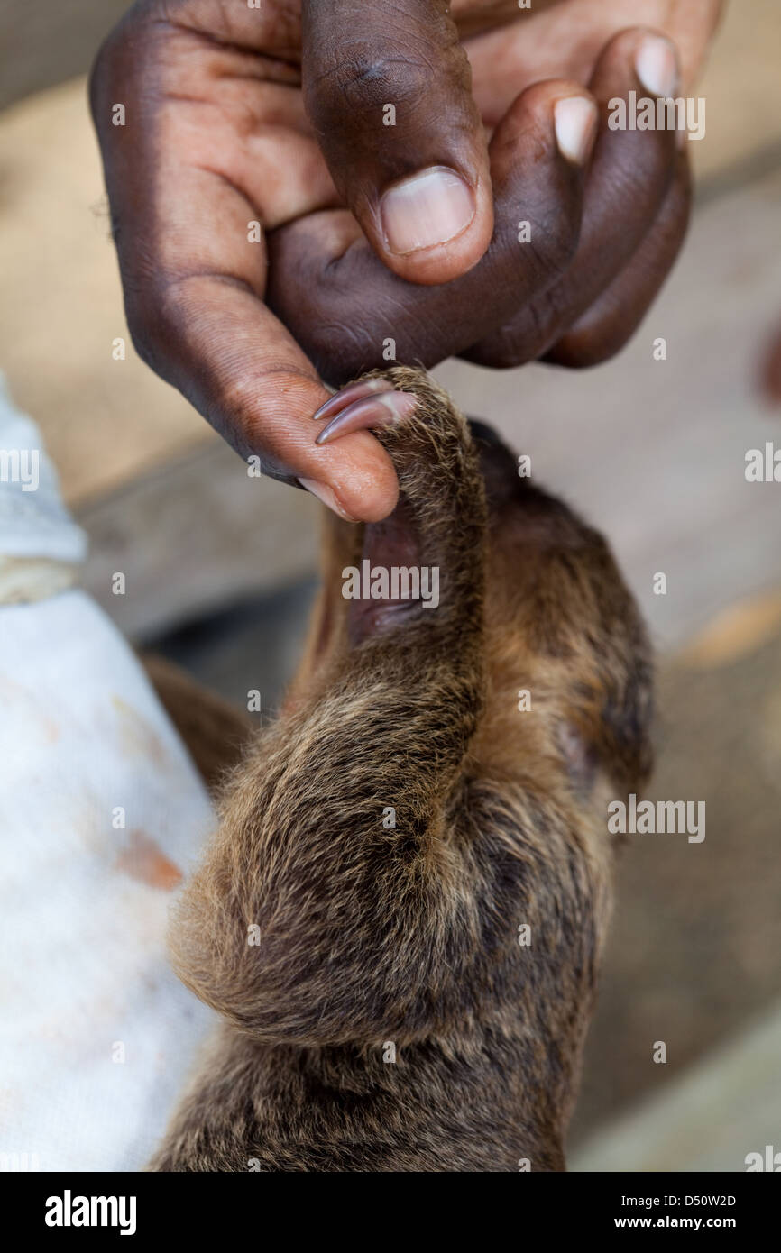 Holding sloth hand hi-res stock photography and images - Alamy