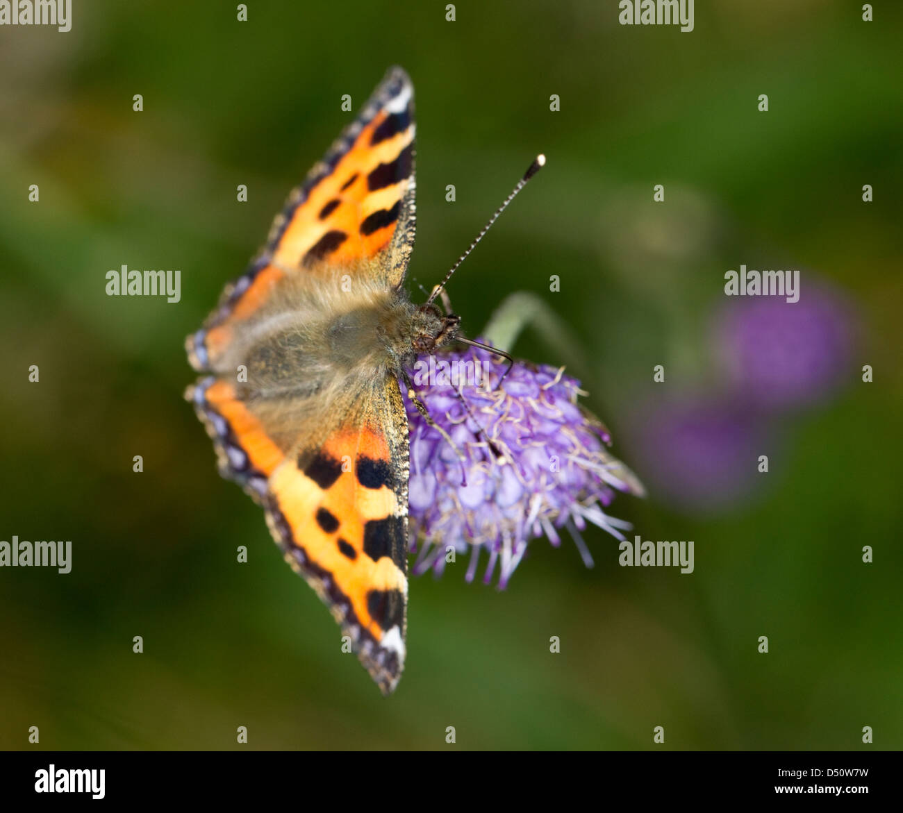 Aglais urticae,Small Tortoiseshell, butterfly resting on a purple flower Stock Photo