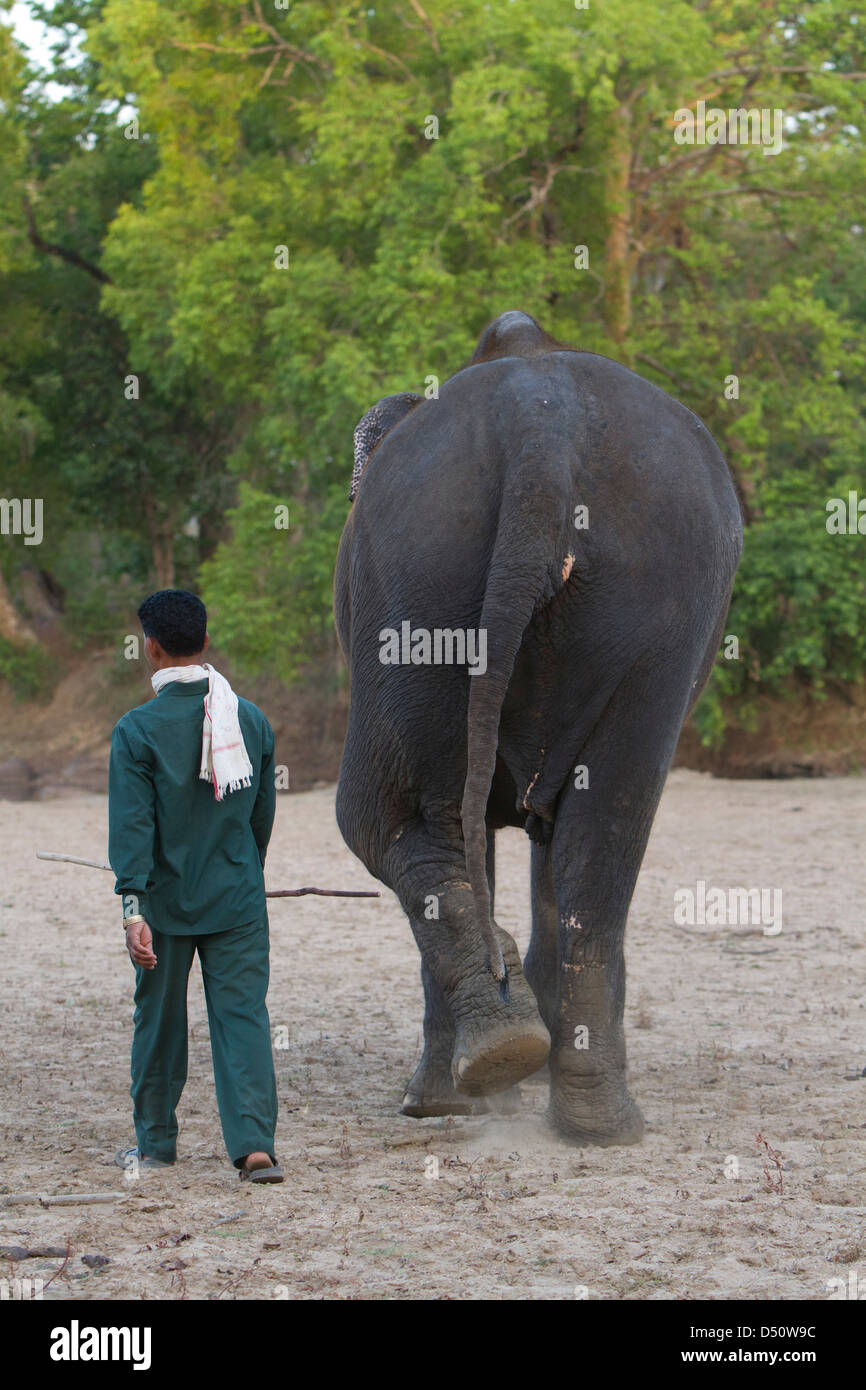 'Tara' the indian elephant walks off with her mahout after bathing, Madhya Pradesh, India. Stock Photo