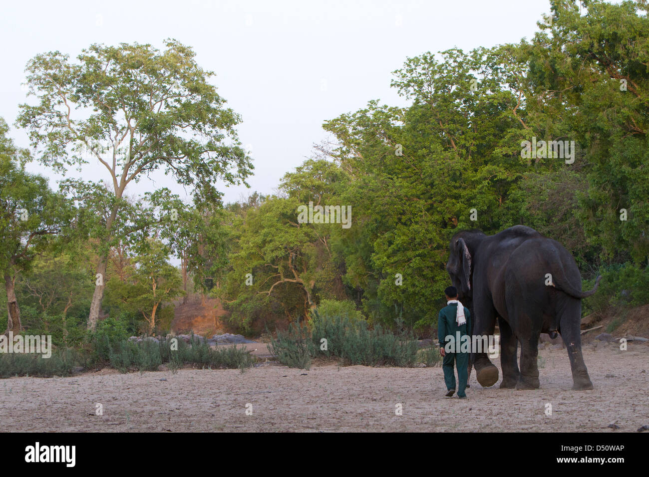 'Tara' the indian elephant walks off with her mahout after bathing, Madhya Pradesh, India. Stock Photo