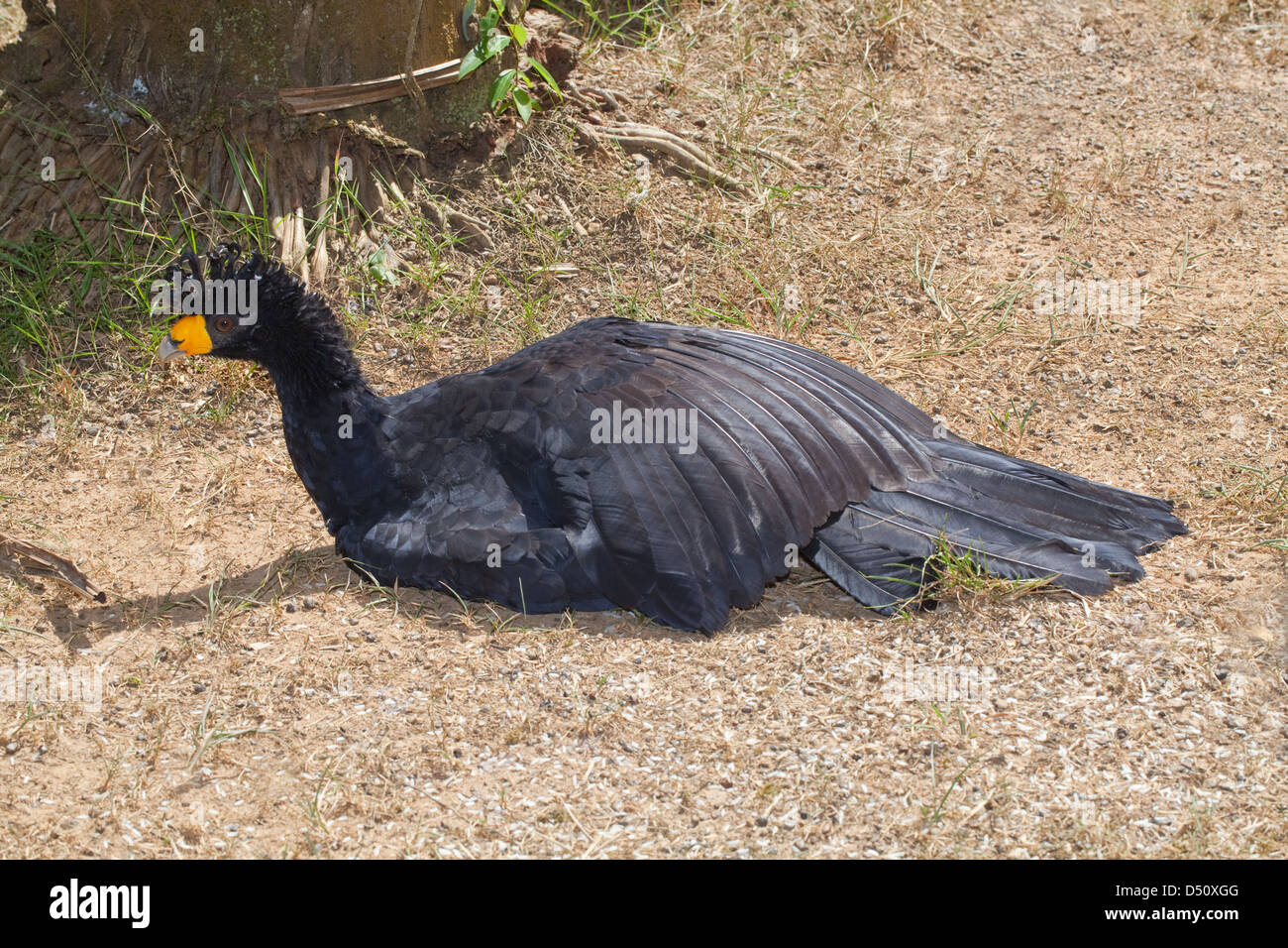 Black Currasow Crax elector. Sun bathing. Stock Photo