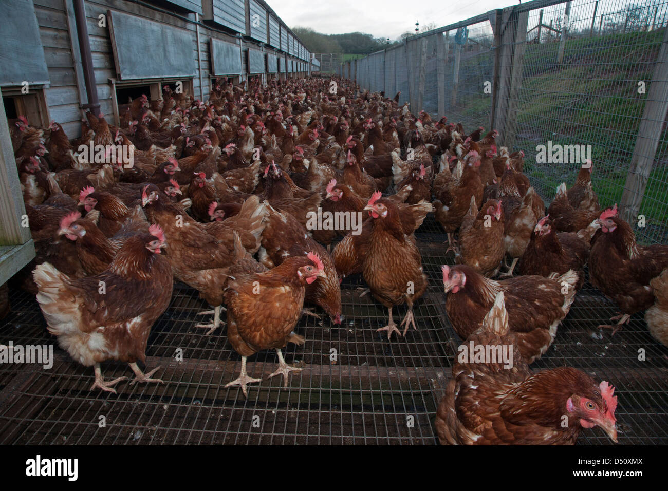 Chickens, Herefordshire, England, free range Stock Photo Alamy