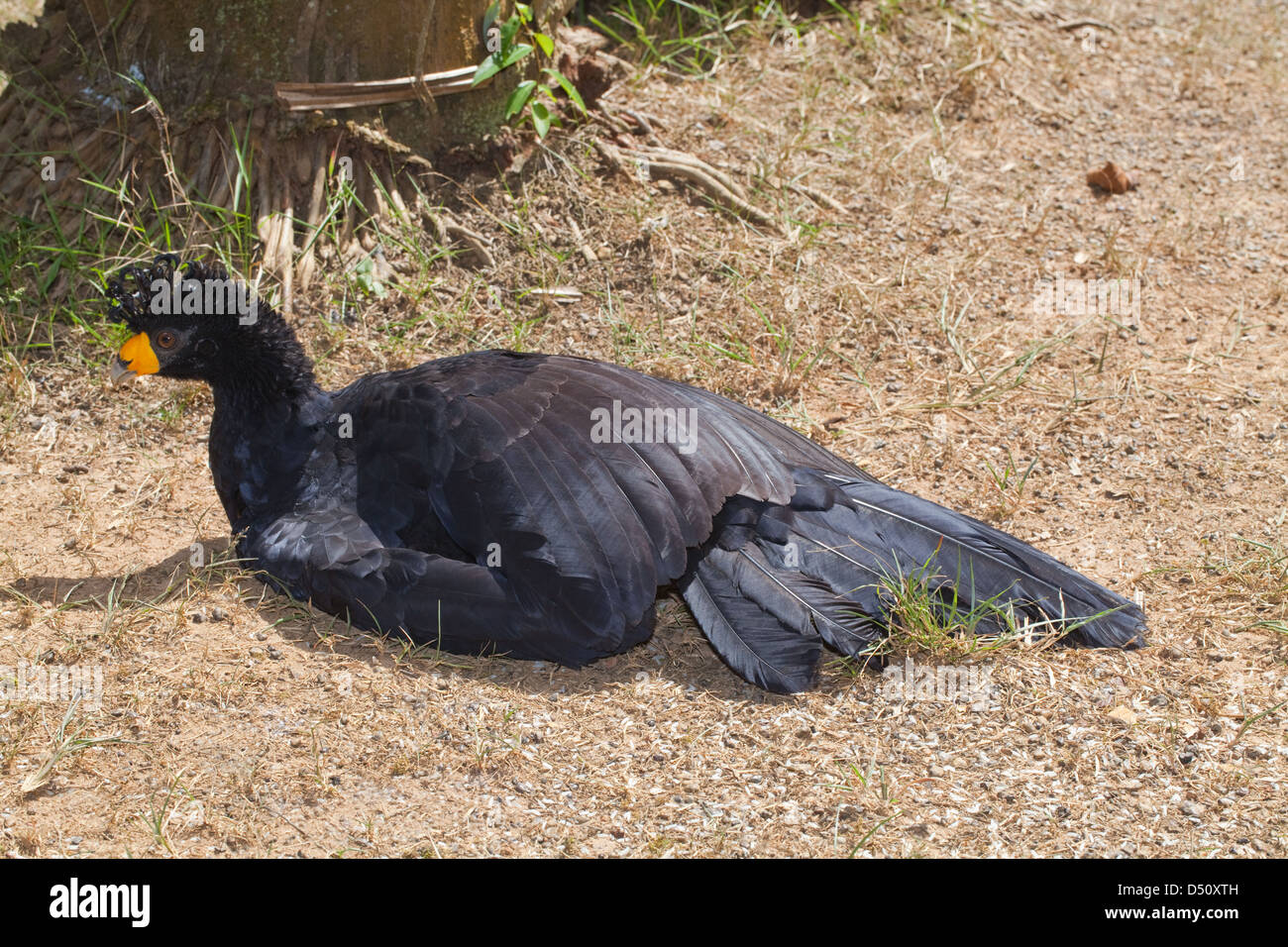 Black Currasow Crax elector. Sun bathing. Stock Photo