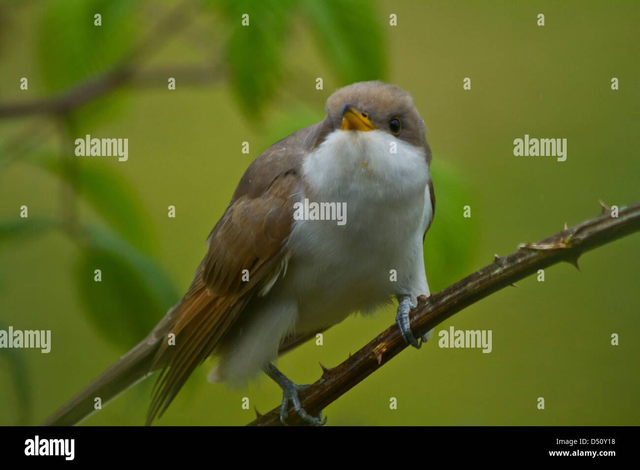 Birds of Colombia Stock Photo