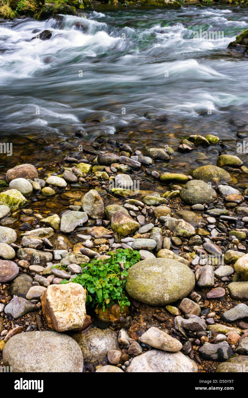 Flowing river with rounded stones on the beach and green plant Stock Photo