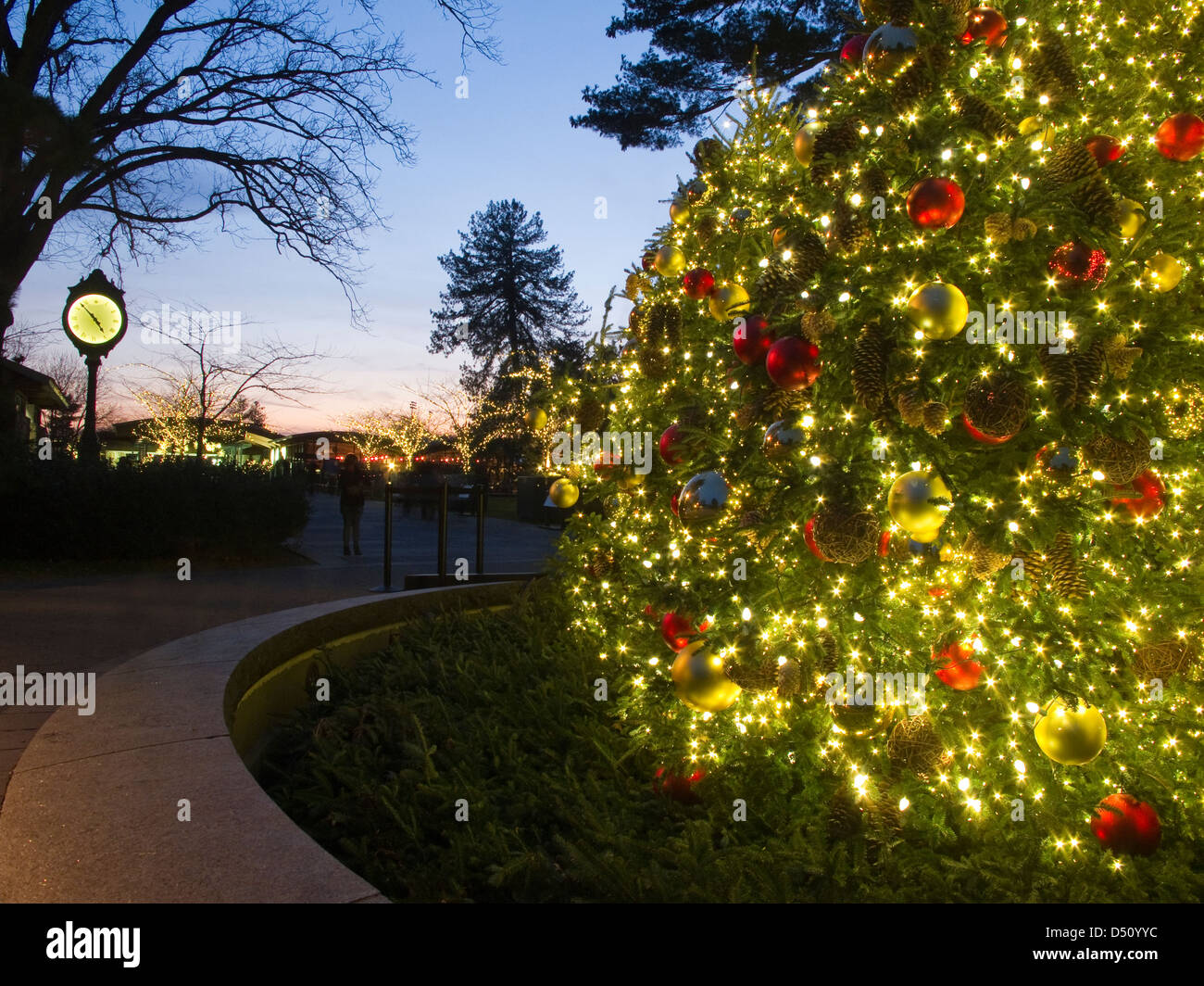 Outdoor Christmas Tree at Dusk, lit with bright colorful lights and