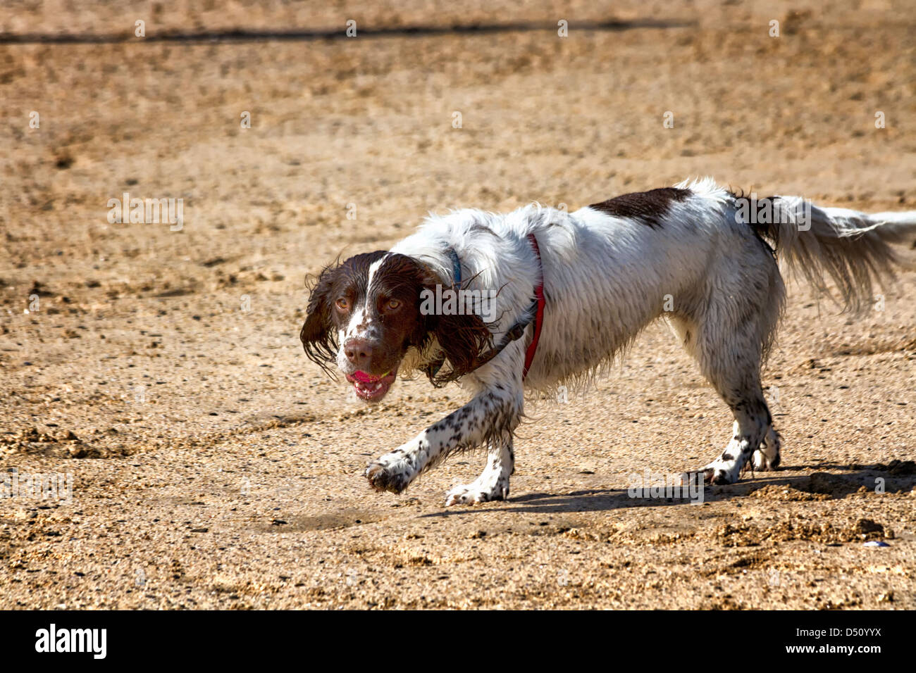 Longhaired Pointer dog, on a beach Stock Photo