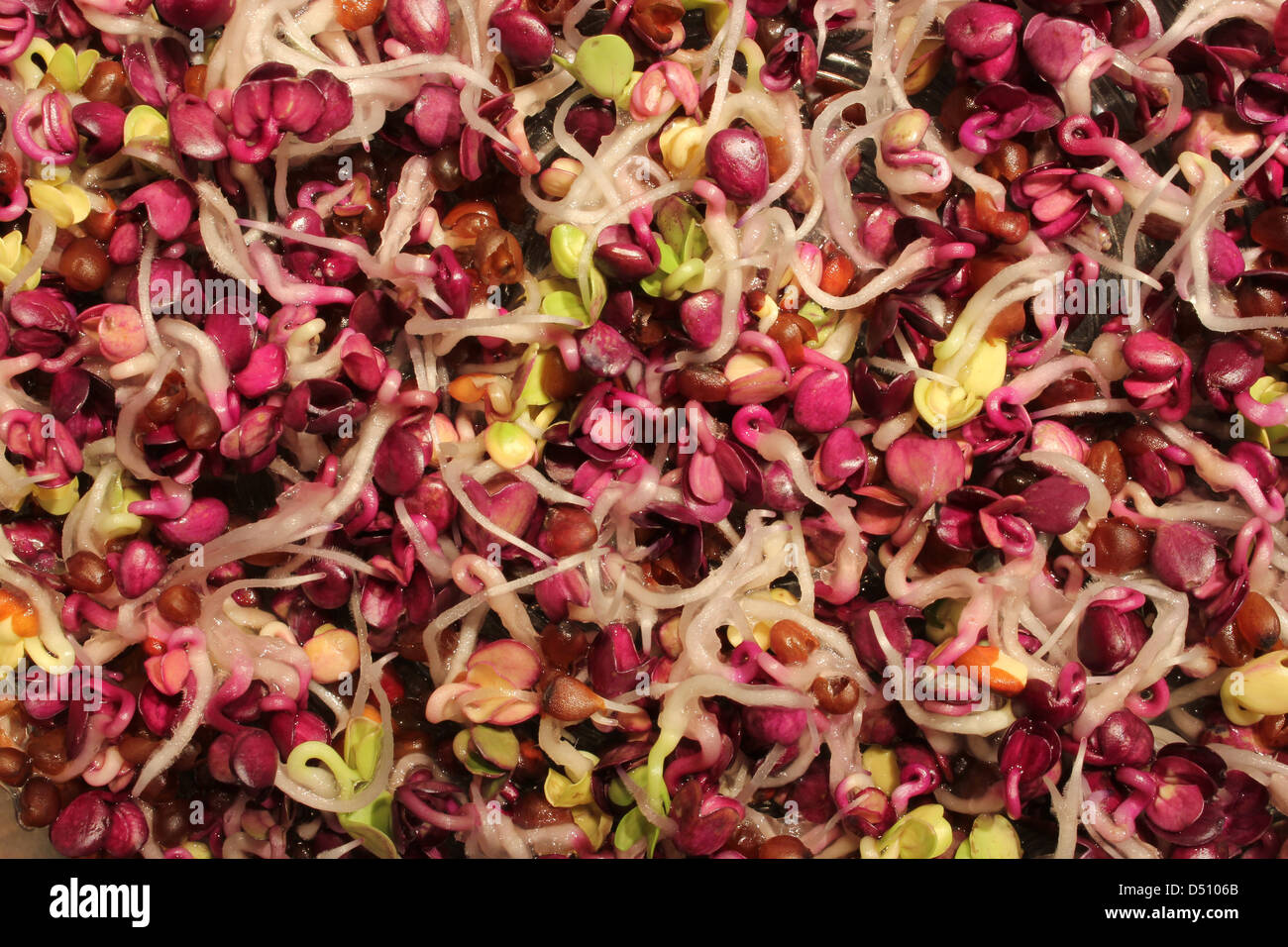 Tasty and colorful radish sprouts - closeup view Stock Photo