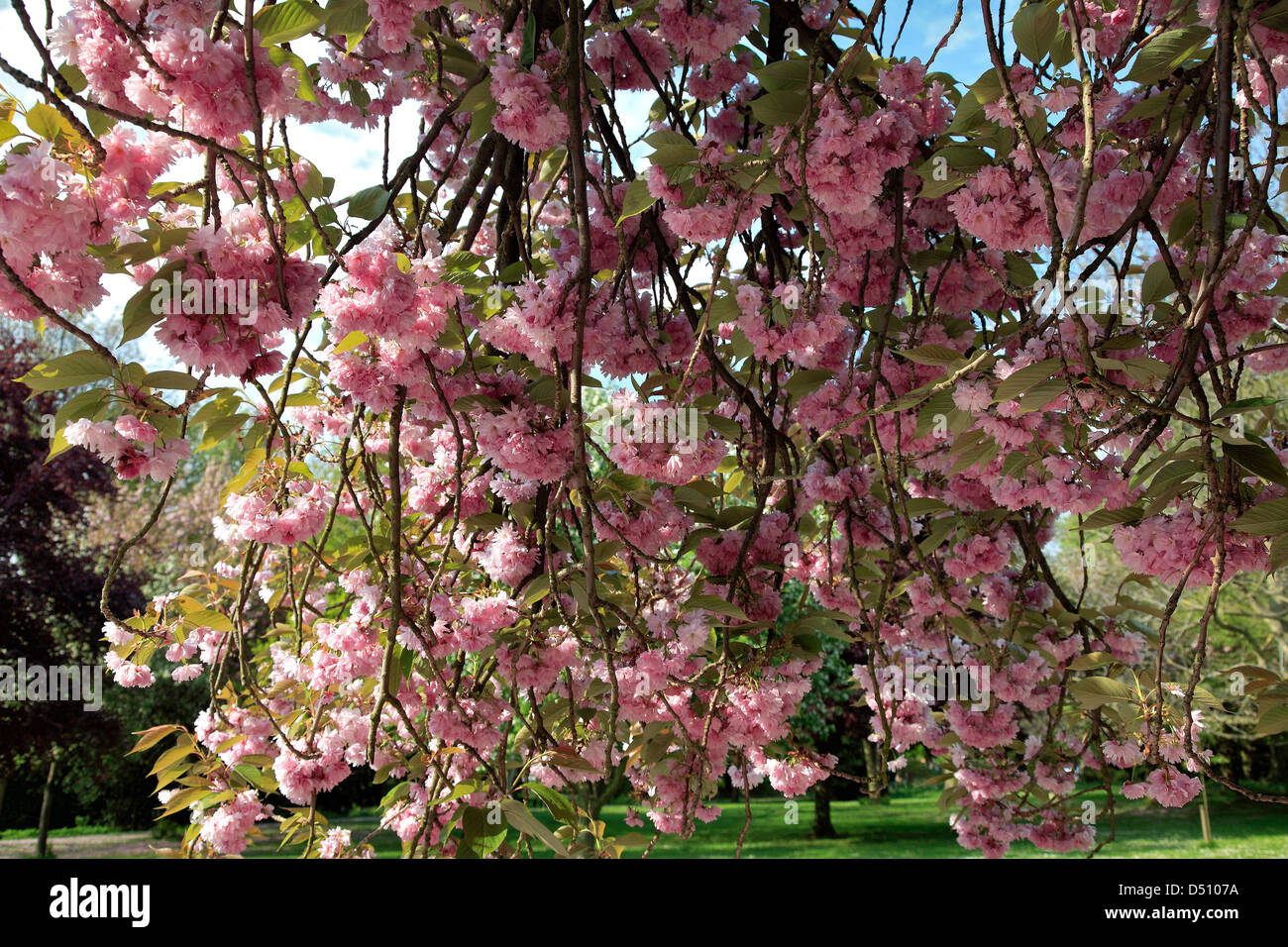 Cherry tree blossom Prunus avium, in an English Park Stock Photo