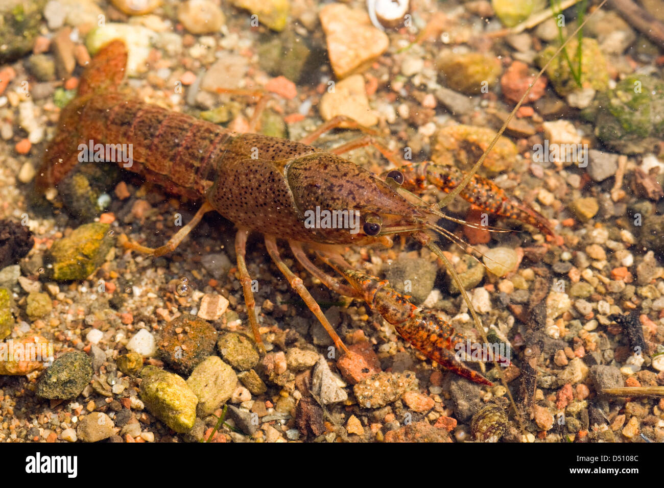 Procambarus clarkii,Louisiana crayfish youngster  in shallow water top front view Stock Photo