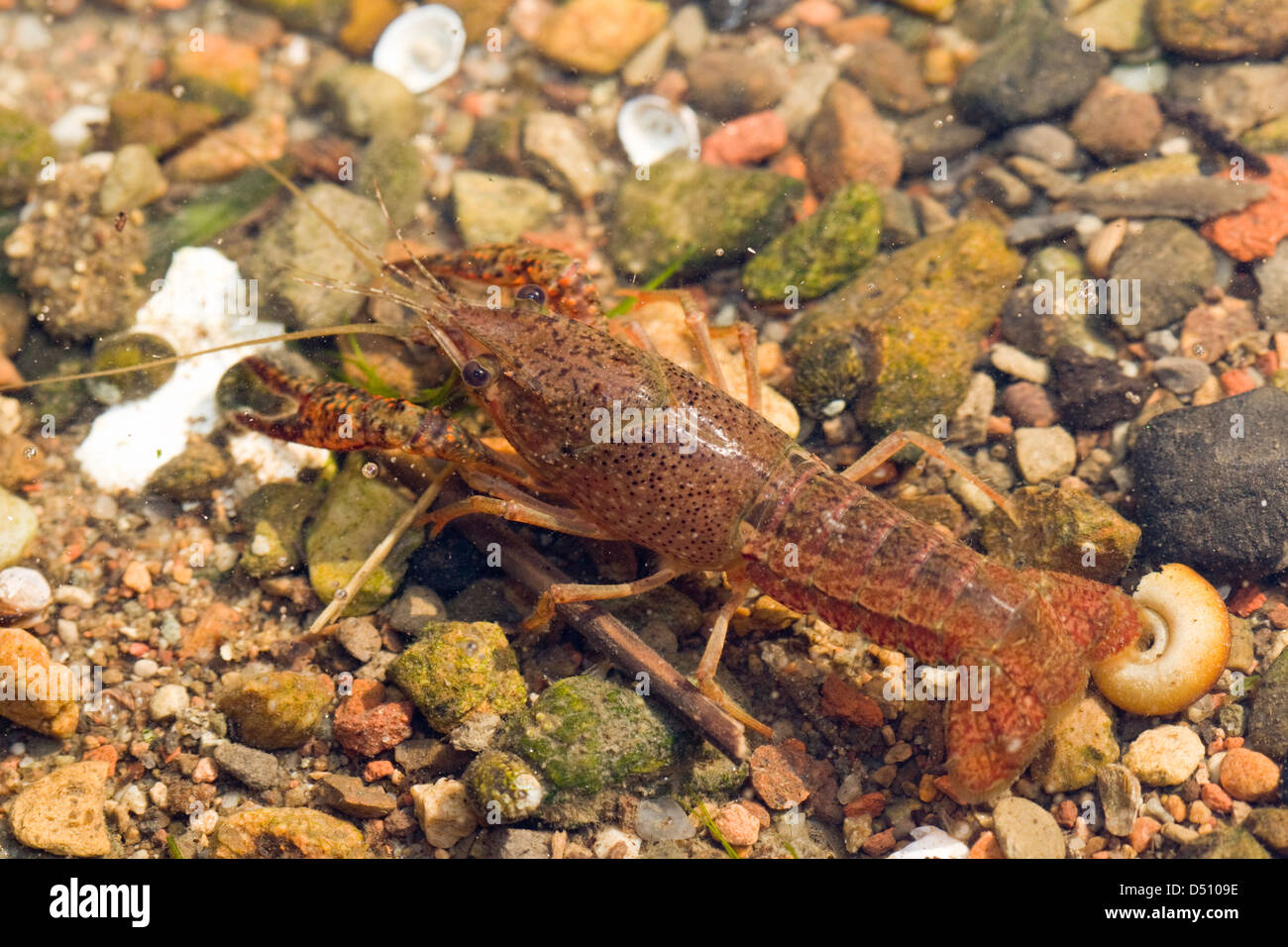 Procambarus clarkii,Louisiana crayfish youngster  in shallow water top rear view Stock Photo