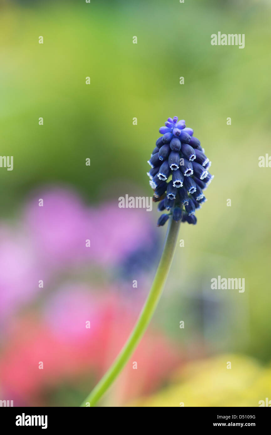 Muscari Neglectum. Grape Hyacinth Stock Photo Alamy