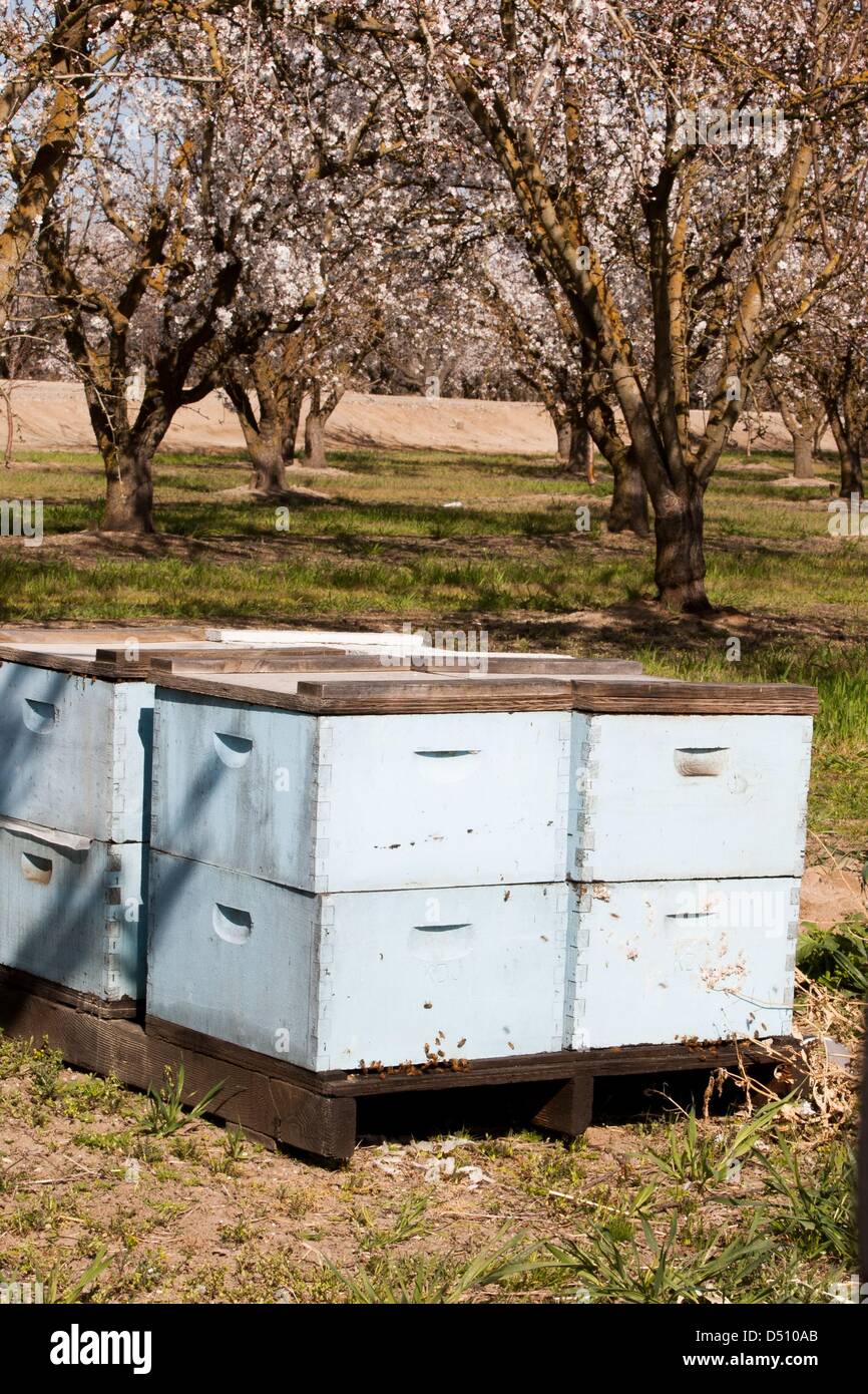 March 4, 2013 Modesto, CA, USA Bee hives sit in an almond orchard