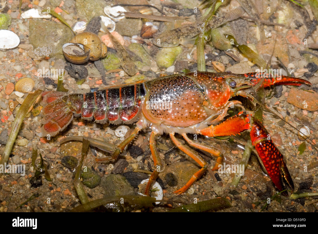 Procambarus clarkii,Louisiana crayfish adult in shallow water side view Stock Photo