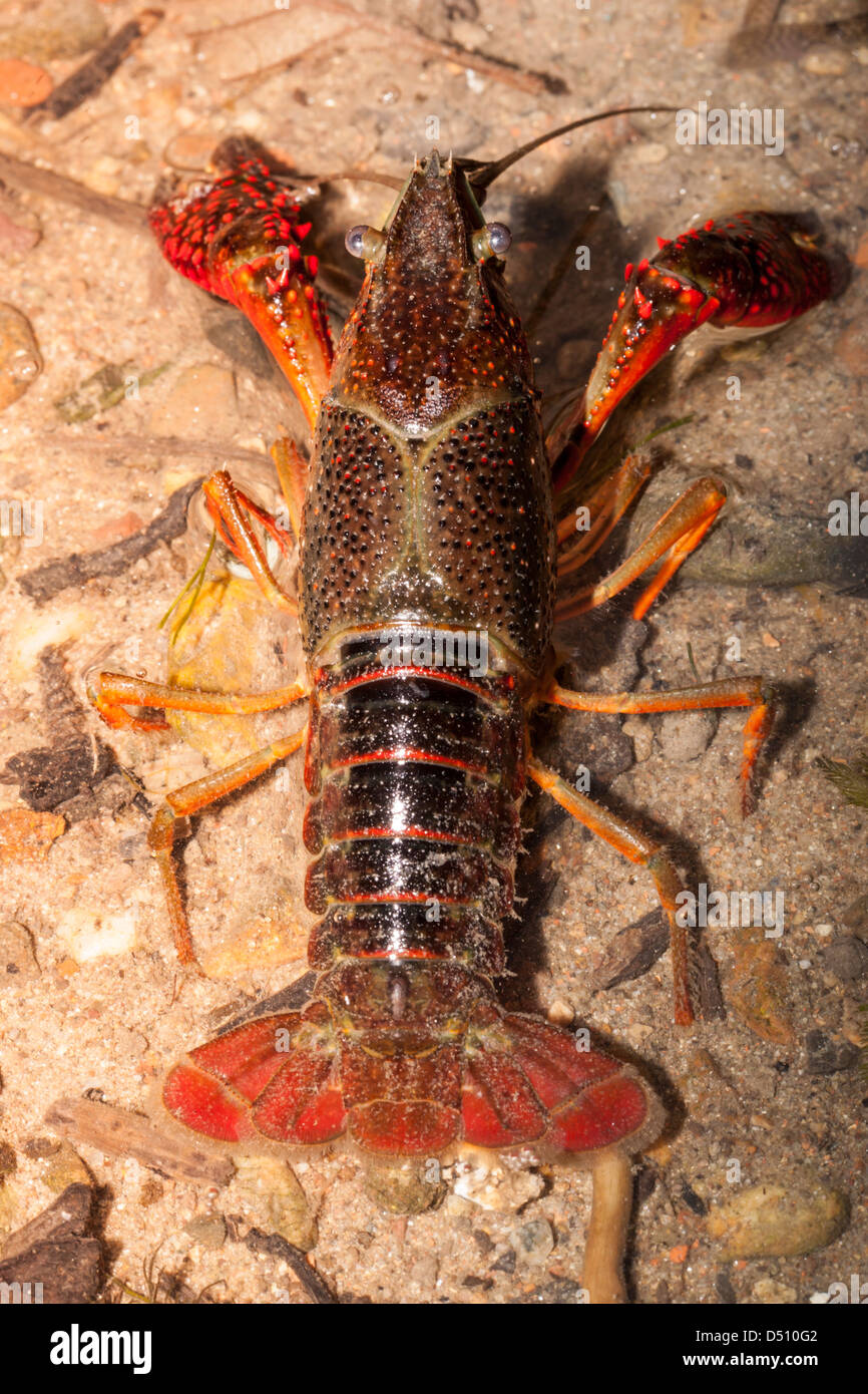 Procambarus clarkii,Louisiana crayfish adult in shallow water top view Stock Photo
