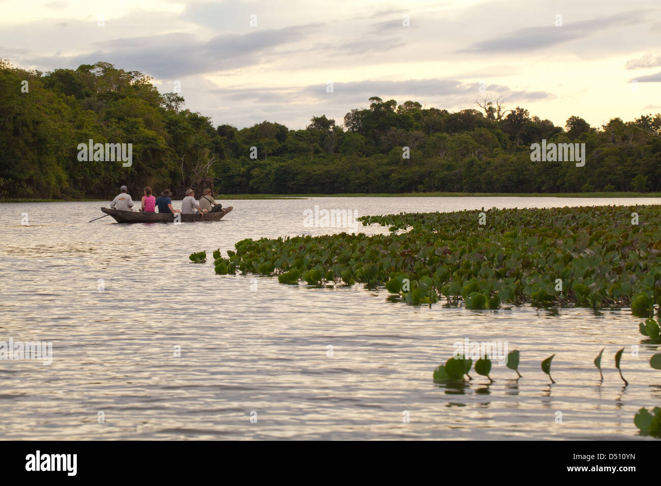 Eco-tourists with a local Amerindian Guide paddling in a dugout canoe around an ox-bow lake deviating from the River Rewa Guyana Stock Photo