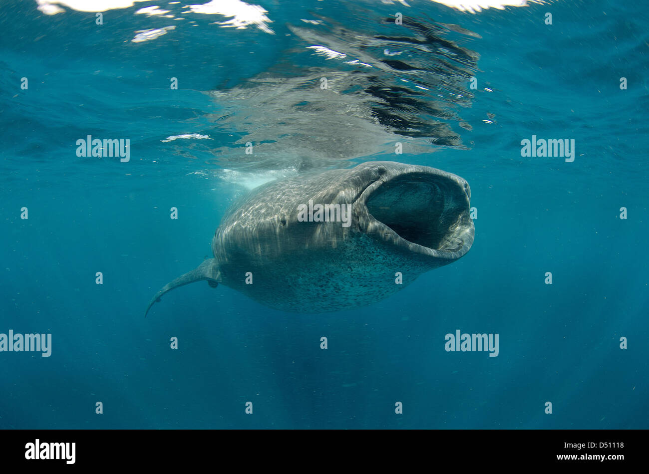 whale shark, rhincodon typus, wide open mouth while feeding on plancton near surface at Isla Mujeres Mexico Stock Photo