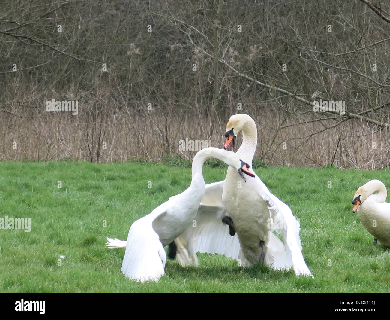 Swans Mating Ritual March 2013 Stock Photo