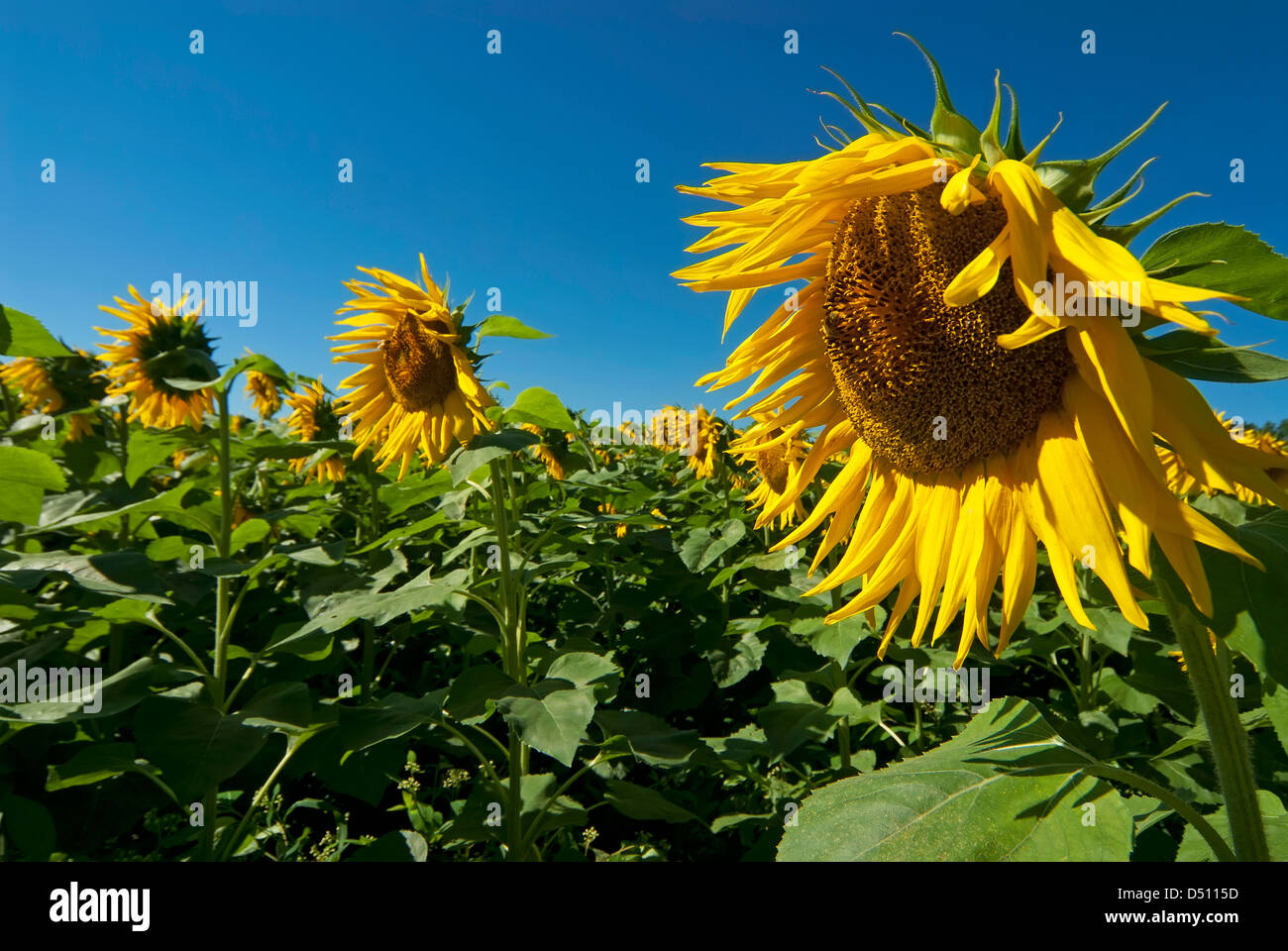 Sunflower Field Stock Photo