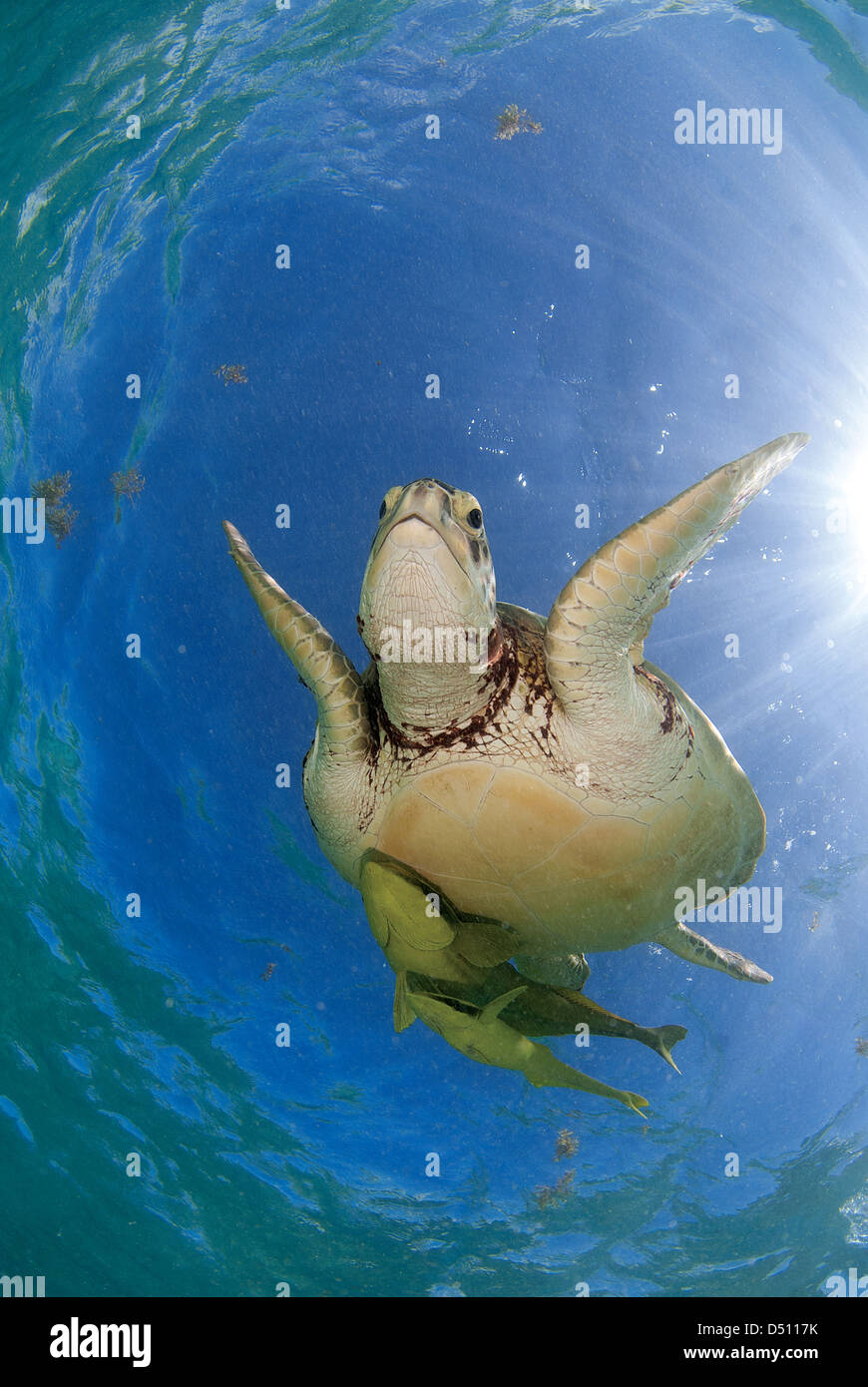 https://c8.alamy.com/comp/D5117K/green-sea-turtle-chelonia-mydas-taking-a-breath-on-the-surface-in-D5117K.jpg