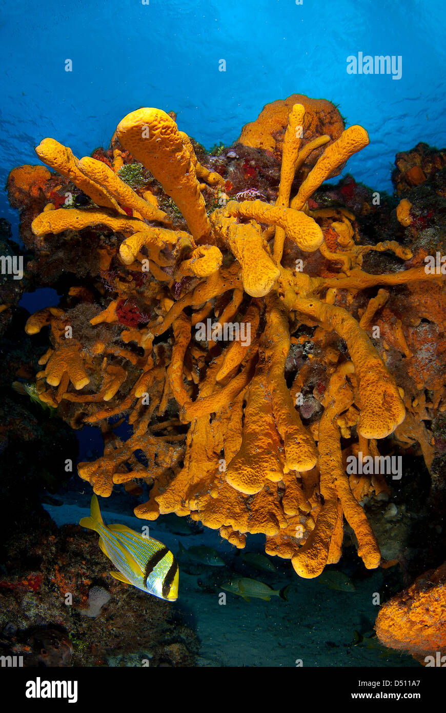 Cozumel reefscape full of sea sponges and a pork fish at Palancar wall