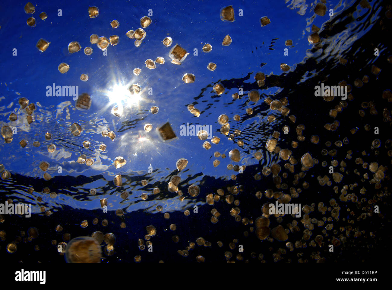 Thimble sea jellyfish hires stock photography and images Alamy
