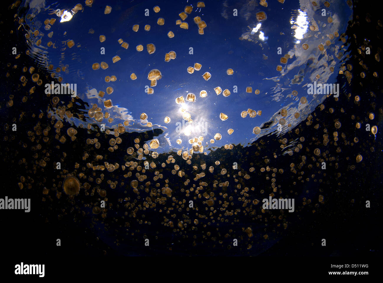 Thimble sea jelly hires stock photography and images Alamy