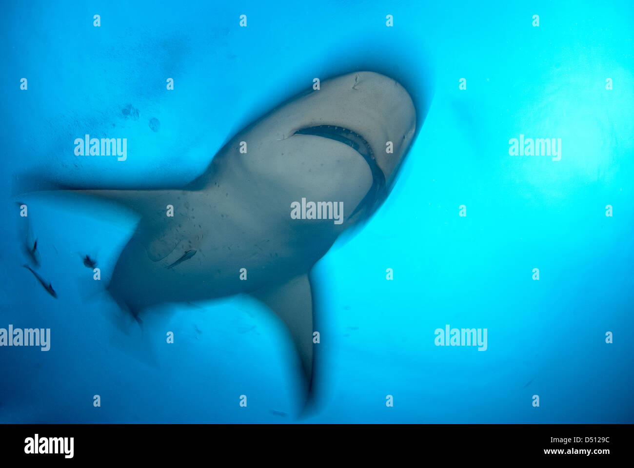 Bull shark Carcharhinus leucas Stock Photo - Alamy
