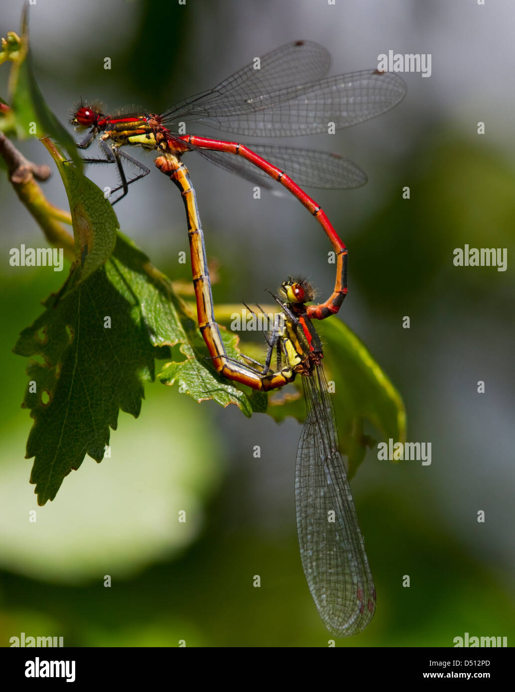 Pyrrhosoma nymphula, Large Red Damselfly  mating forming a heart shape resting on a leaf Stock Photo