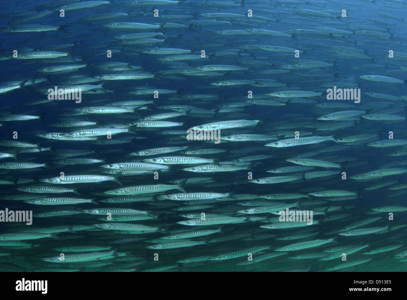 Large school of mexican barracuda, Sphyraena ensis near Los Cabos Baja California Sea of Cortez Mexico Stock Photo