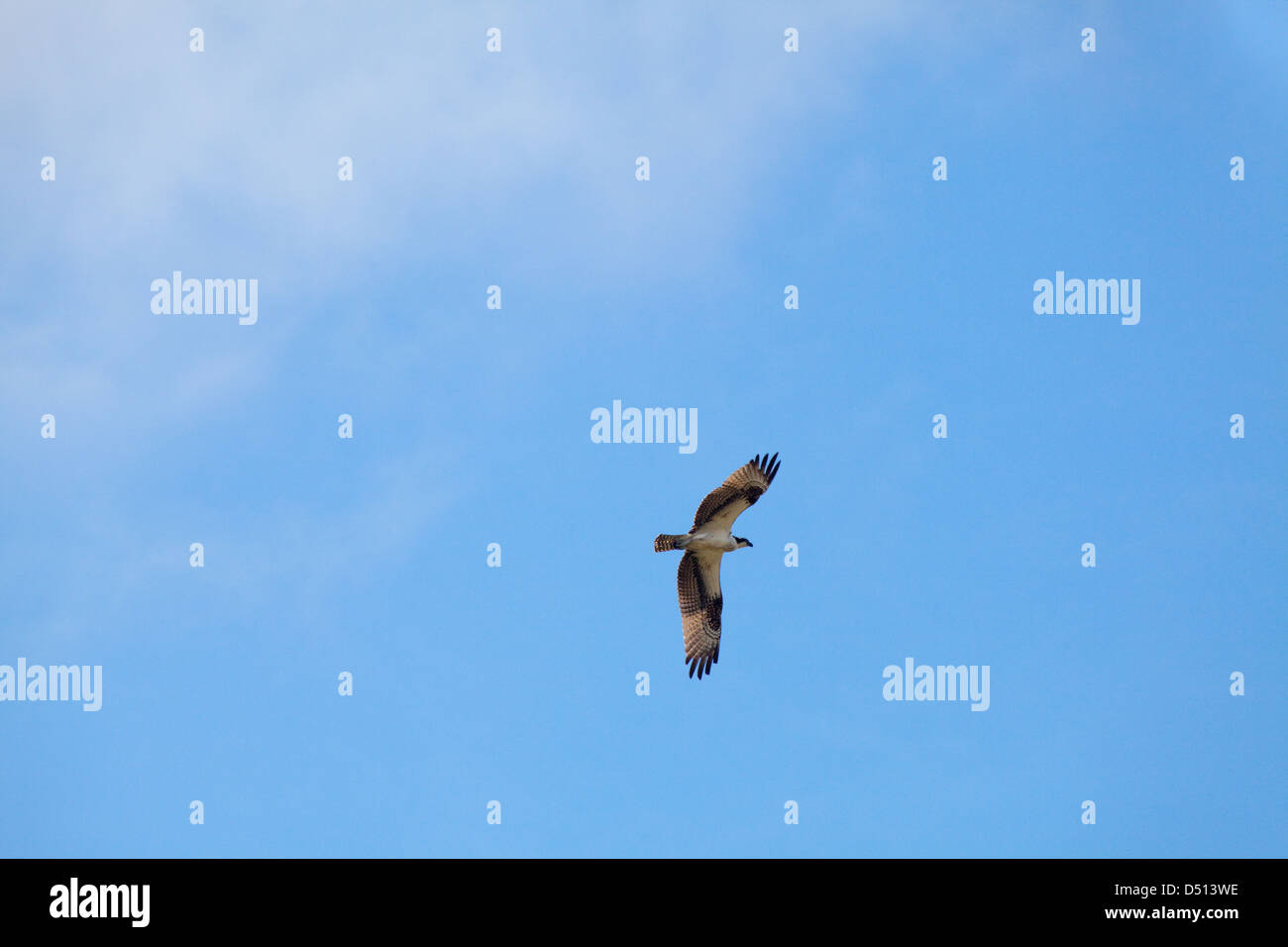 Osprey (Pandion haliaetus). Flight over River Rupununi. Guyana. Stock Photo