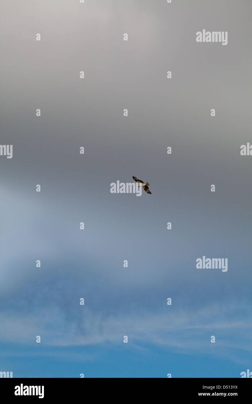 Osprey (Pandion haliaetus). Flight over River Rupununi. Guyana. Stock Photo