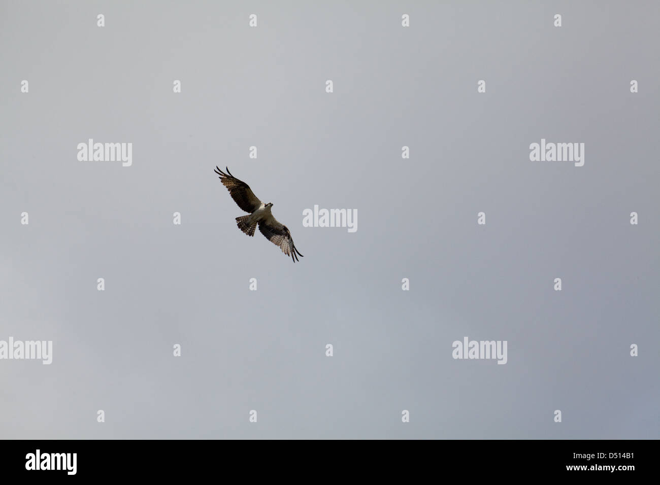 Osprey (Pandion haliaetus). Flight over River Rupununi. Guyana. Stock Photo
