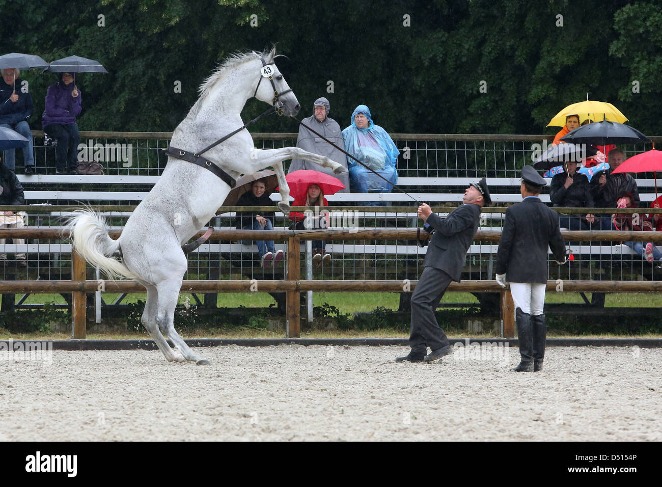 Graditz Germany, stallion rises in Gestuetsschau before his nurse Stock Photo